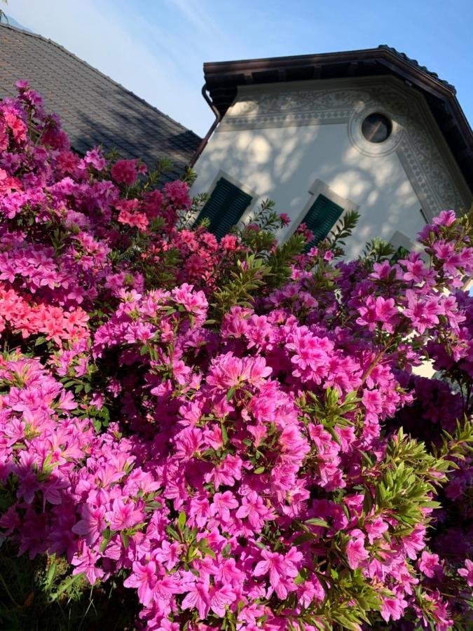 Giardini Magnolia Daire Belgirate Dış mekan fotoğraf