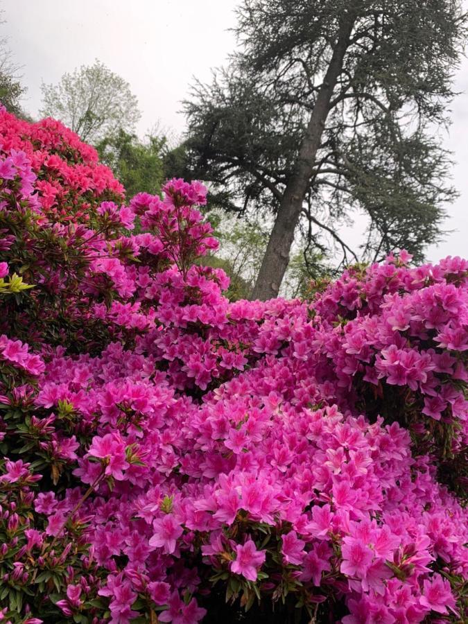 Giardini Magnolia Daire Belgirate Dış mekan fotoğraf